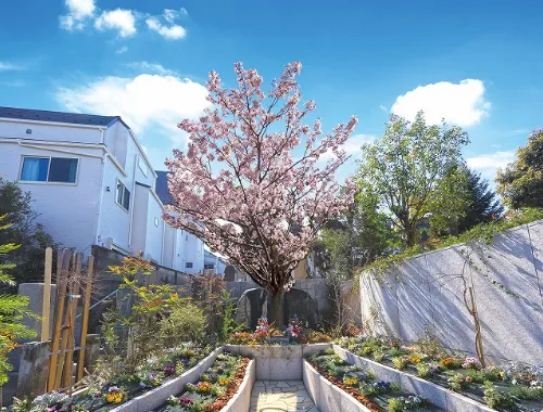 宗参寺「結いの桜」