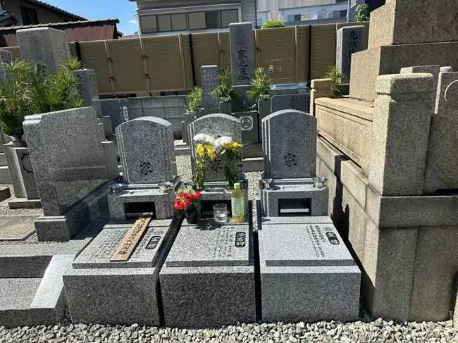 新高の紫苑_2