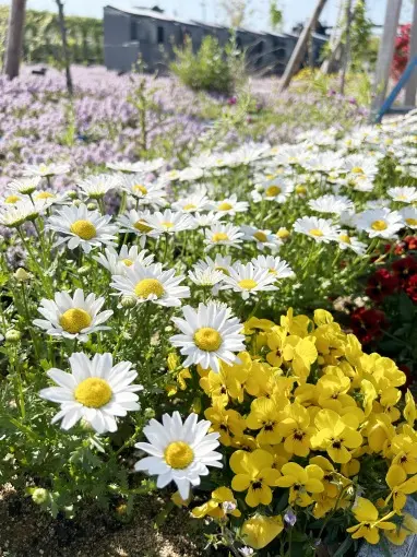 圓光寺浄土苑（円光寺浄土苑）_7