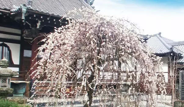 本長寺　長命殿_6