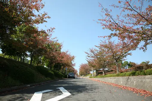 大阪柏原聖地霊園_10