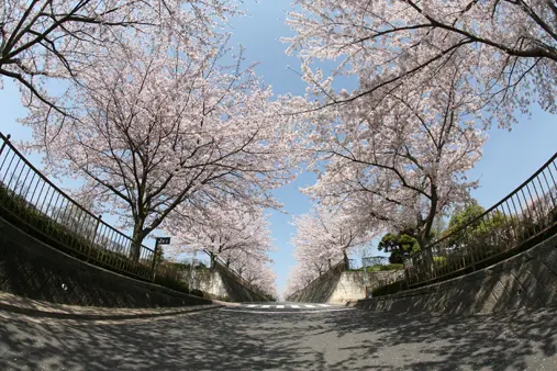 大阪柏原聖地霊園_7