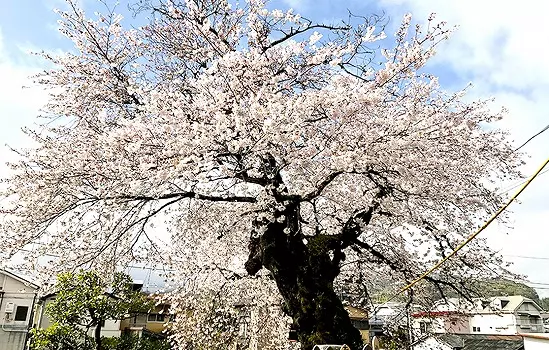 小田原樹木葬墓地_5