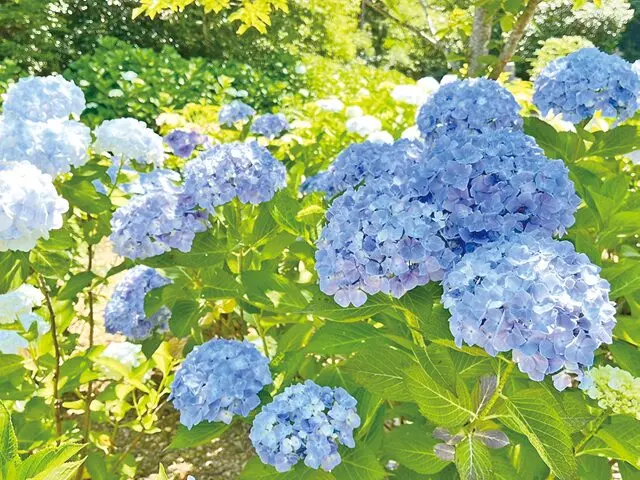 心花の里樹木葬墓地_5