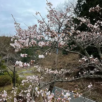 高槻霊園_8