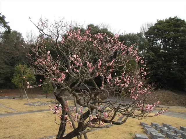 やすらぎ霊園　竹中墓地_3