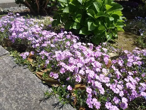 メモリーガーデンあじさいの杜霊園_7