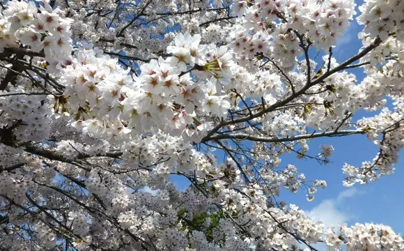 秋川薬師霊苑_4