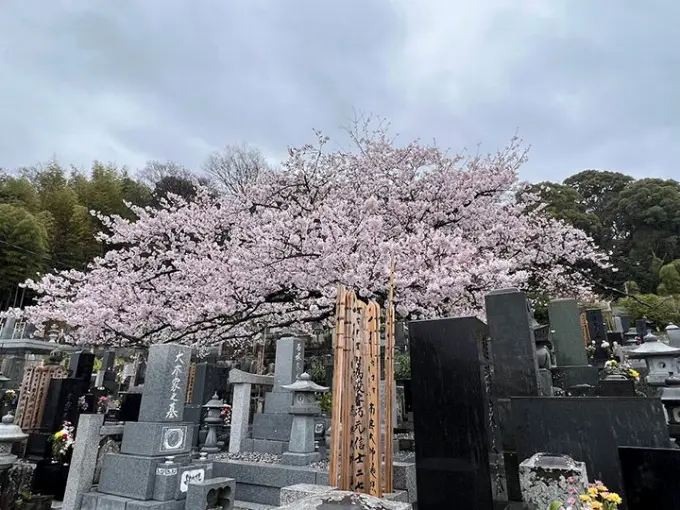 安楽院のうこつぼ_6