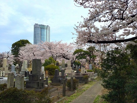 都立　青山霊園