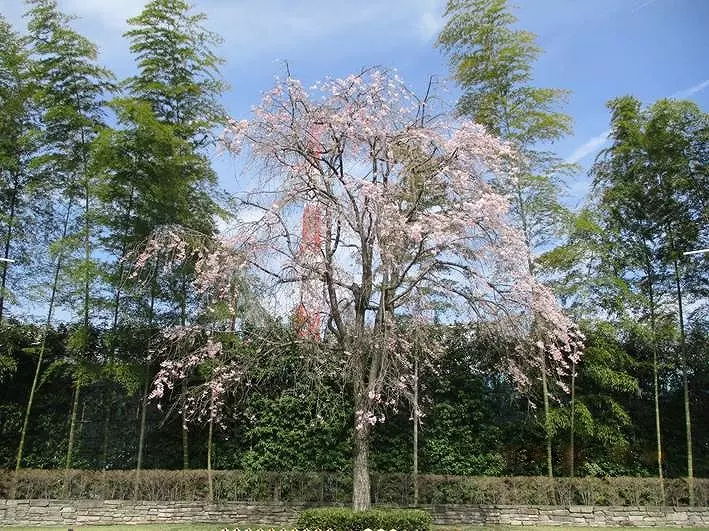 妙林寺　所沢霊園_9