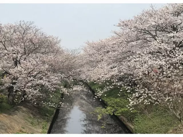櫻乃里ふなばし聖地_9