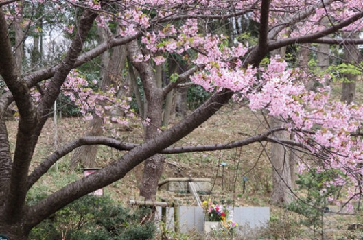 桜葬-木もれ陽2