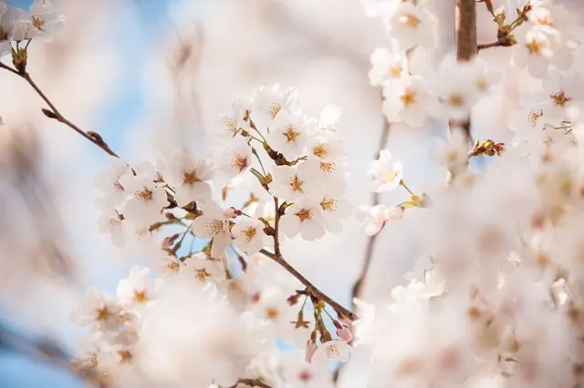 森林公園昭和浄苑（永代供養墓・樹木葬）_14