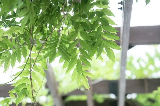 森林公園昭和浄苑（永代供養墓・樹木葬）_15