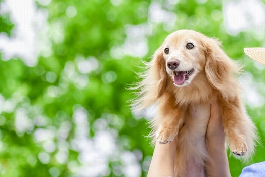 ペットと一緒に入れるお墓はある?探し方を紹介します!