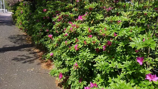 都立　青山霊園_10