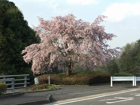 都立八王子霊園の画像10