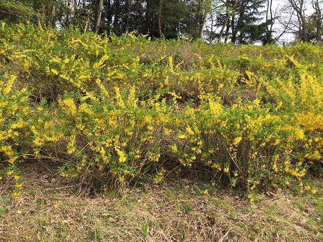 都立八王子霊園の画像11