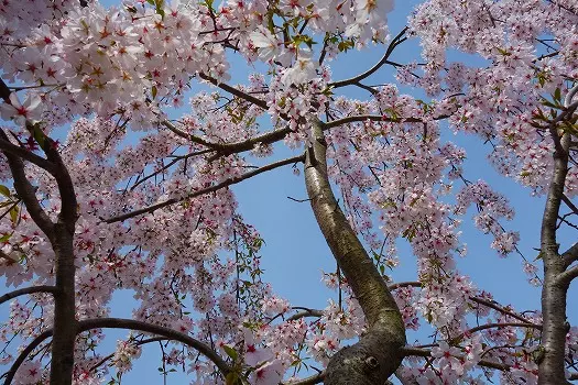 地蔵寺　樹木葬「桜雲」_5