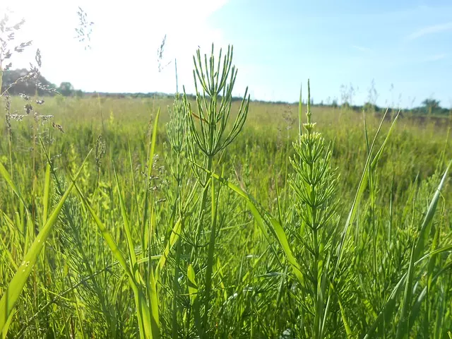 お墓の雑草対策の画像2