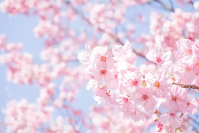 桜葬とは?桜の木の下に遺骨を埋葬する樹木葬・桜葬墓地を紹介
