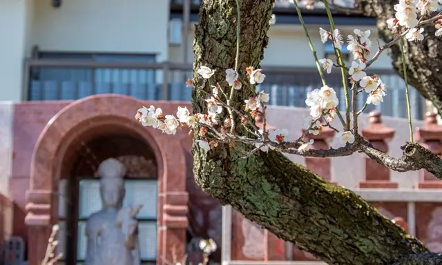 大信寺　永代供養墓・樹木葬_4