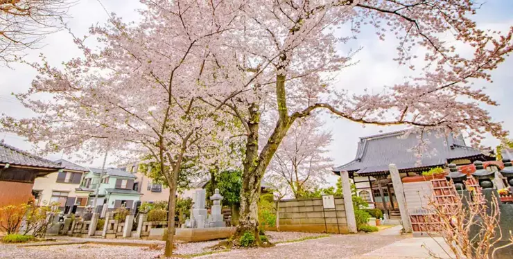 放光寺　永代供養墓・樹木葬_11