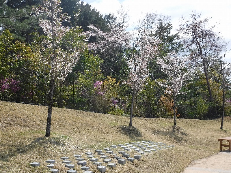 大地の礎の桜