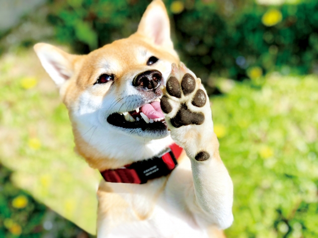 ペットと一緒に入れる樹木葬とは?おすすめ霊園や自宅で行う方法を紹介!