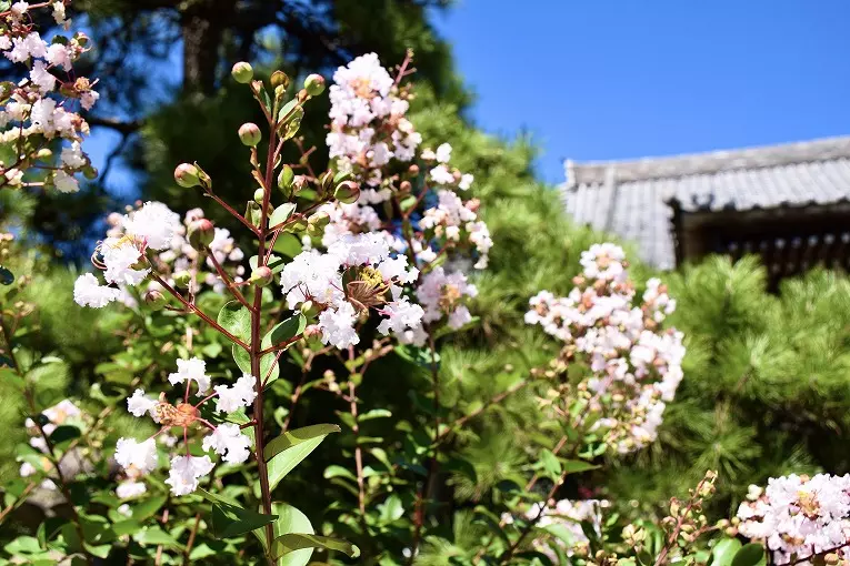 船橋霊苑 正延寺_4