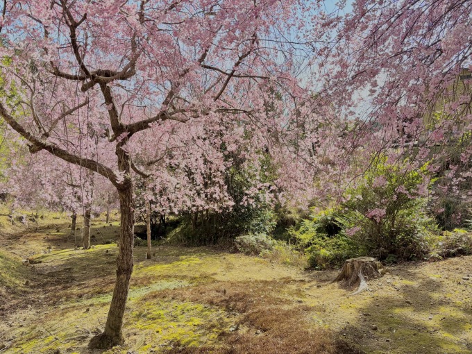 いづみ谷 西寿寺 樹木葬 いづみ谷 西寿寺 樹木葬