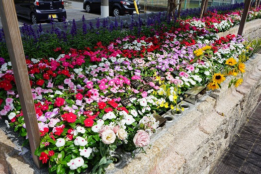 ペットと一緒に入れる樹木葬　證大寺