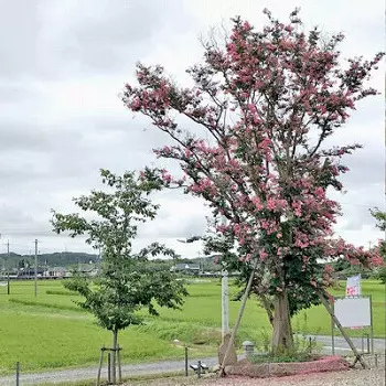 桜葬墓園_8
