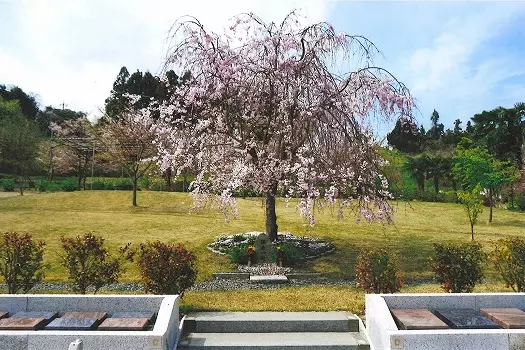 桜葬墓園_4