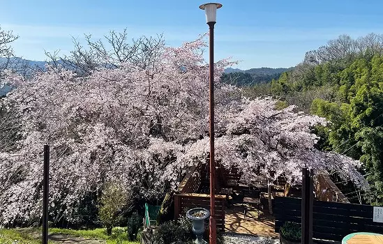 奈良吉野さくら樹木葬墓地_6