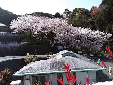 黒崎小嶺霊園　樹木葬_20