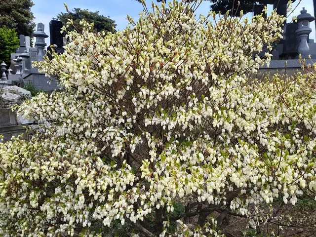 寿光墓苑・自然葬墓_5