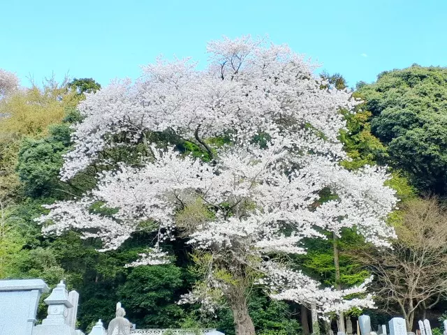 つくば紫峰墓苑　自然葬墓_4
