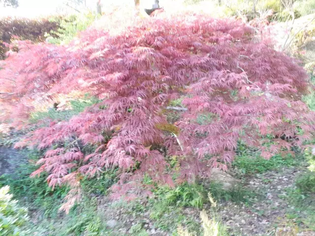 つくば紫峰墓苑　自然葬墓_3