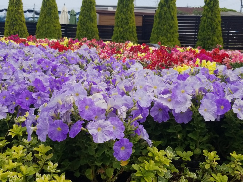 サニープレイス松戸の見学レポート-花の区のお花