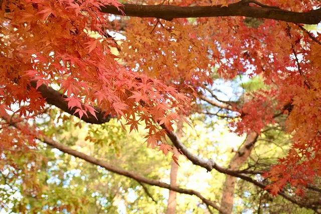 高崎霊園　大乗寺_6