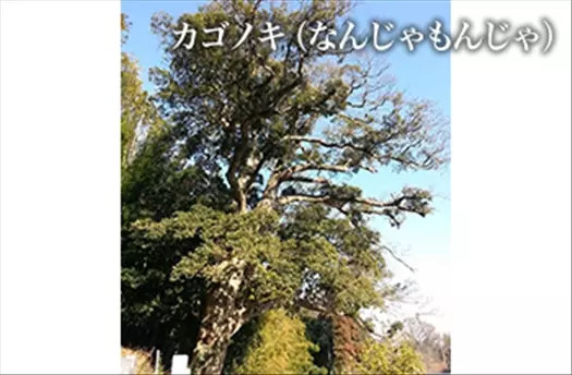 地蔵院（あきる野市）_9