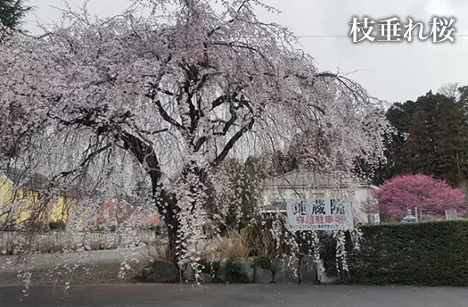 地蔵院（あきる野市）_7