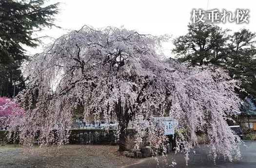 地蔵院（あきる野市）_8