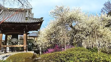 臥龍山　雲松院_6