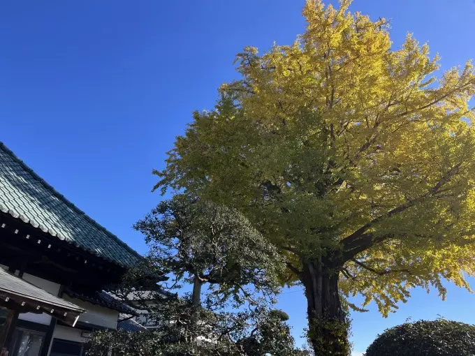 越谷大イチョウ堂　樹木葬・納骨堂_5