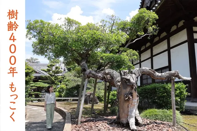 伏見桃山の森・海宝寺樹木葬_5