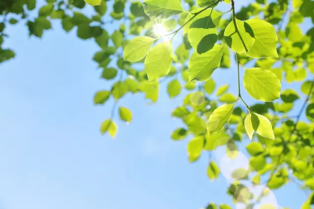 樹木葬の種類を解説！使われる木や埋葬方法について