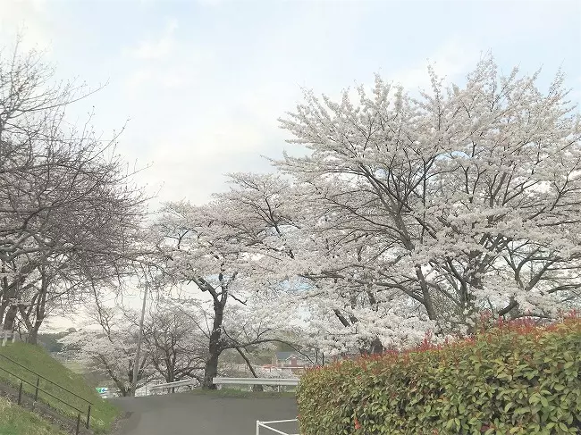 とみやの丘永代供養墓「桜月の碑」_4